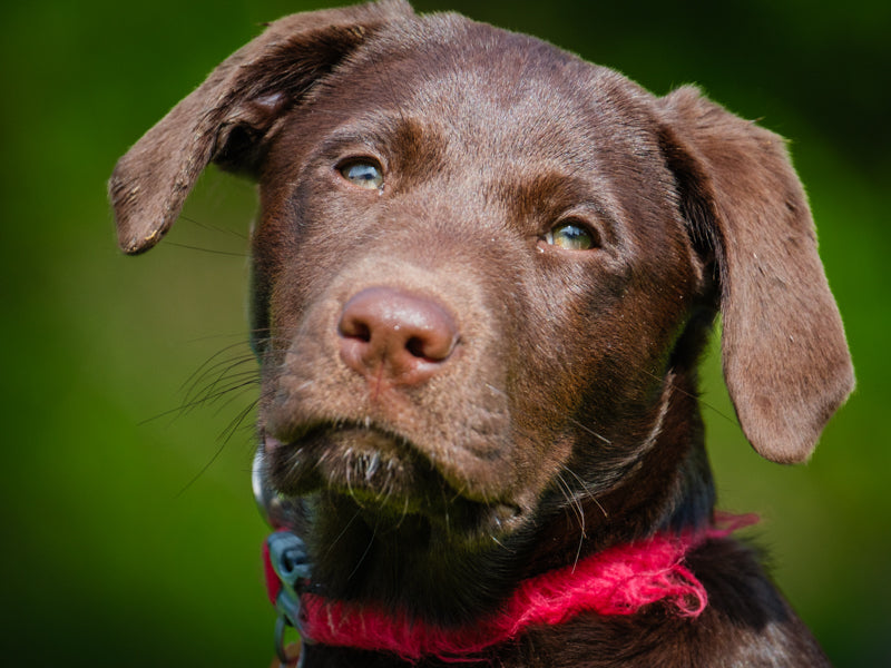 Penny  Adopté Animatch