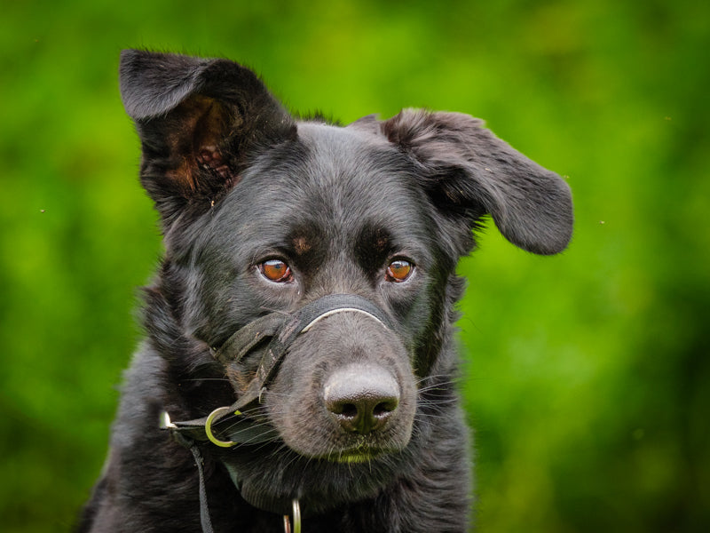 Molly  Adopté Animatch