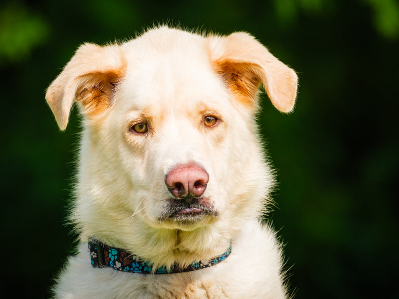 Alfie  Adopté Animatch