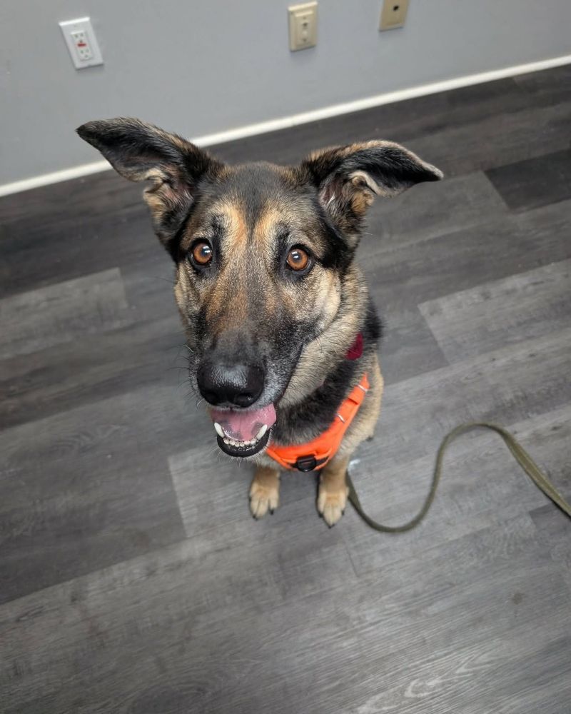Maya Northern mix Available for Adoption Animatch