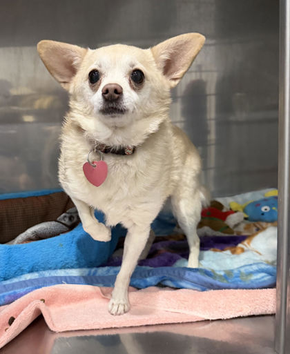 Lina  Available for Adoption Animatch