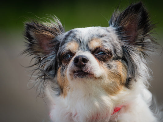 Abby (25087) a Chihuahua-x Adopté on 24 June 2025