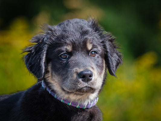 Abigail (25145) a Shepherd-x Adopté on 29 August 2025