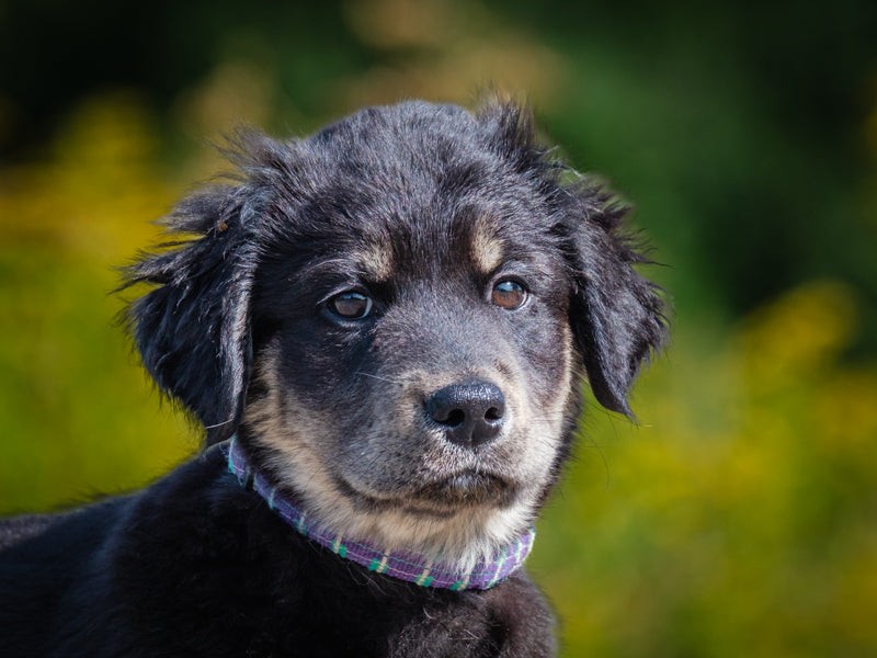 Abigail Shepherd-x Adopted Animatch