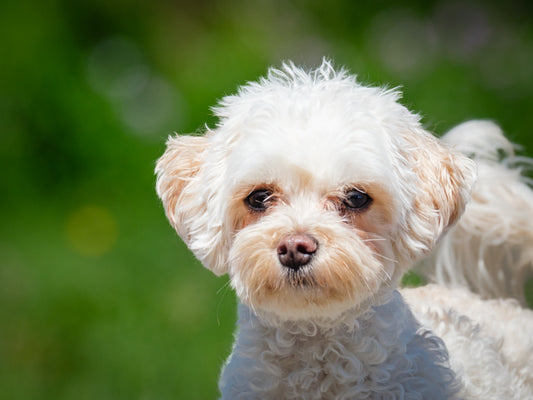 Aby (26121) a Maltipoo Adopté on 25 June 2026