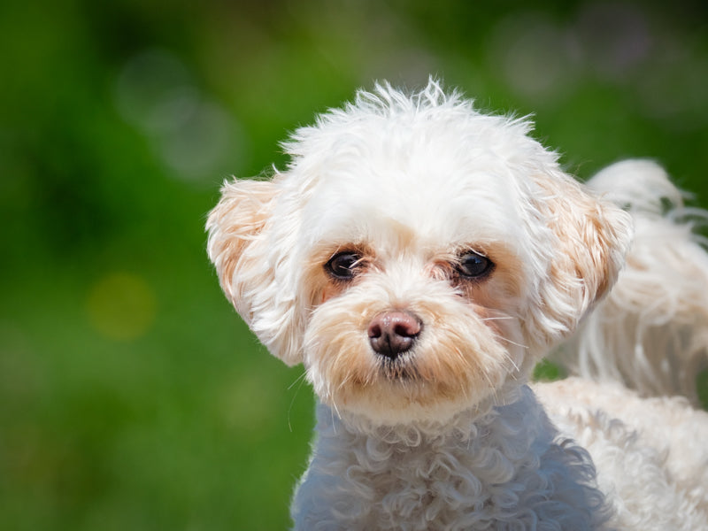 Aby Maltipoo Adopted Animatch