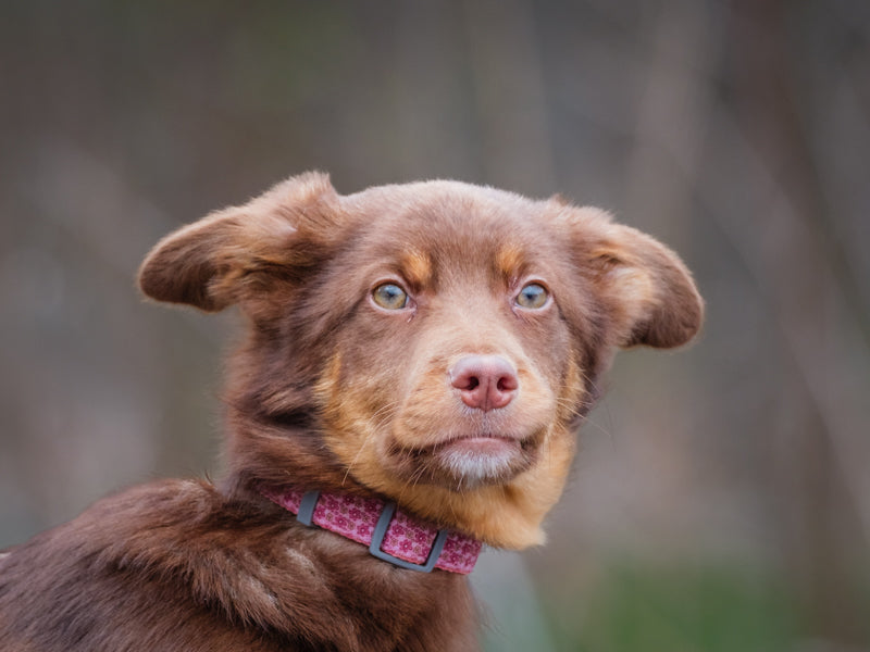 Adidas Border Collie Adopted Animatch