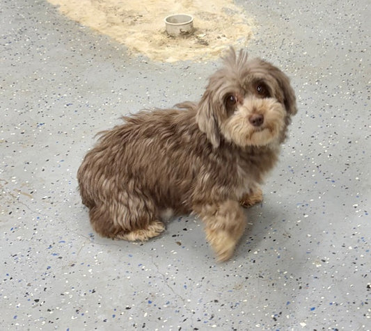 Agathe (25272) a Havanese Adopté on 16 February 2026
