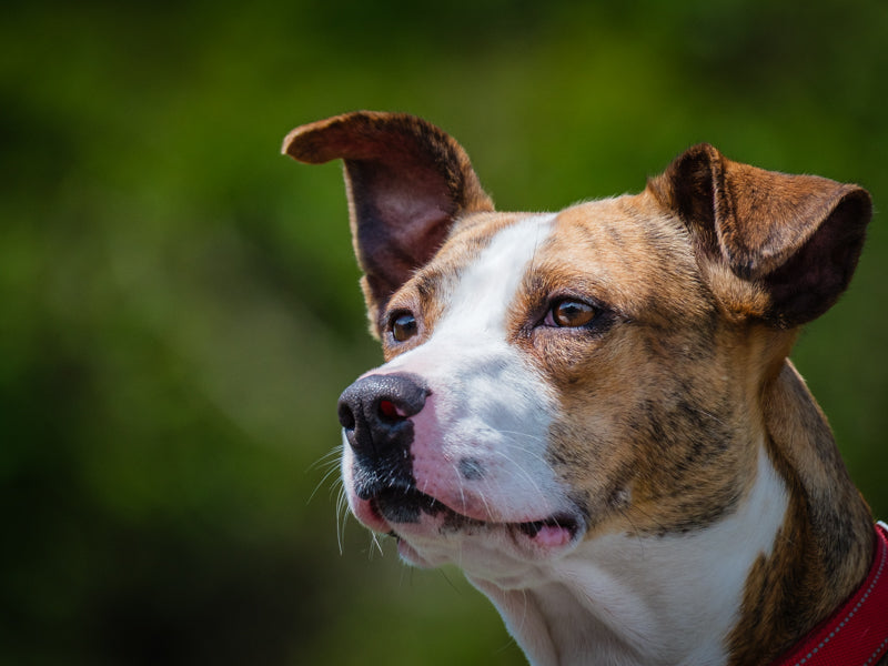 Akemi Mixed breed (from Hawaii) Available for Adoption Animatch