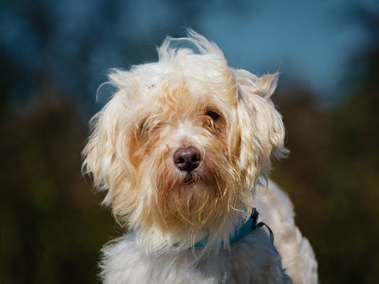 Alaska (25177) a Havanese-x Adopté on 17 October 2025
