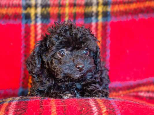 Alfalfa (24299) a Caniche Adopté on  3 February 2025