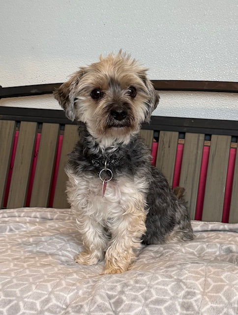 Ally – Animatch.ca Dog Adoption