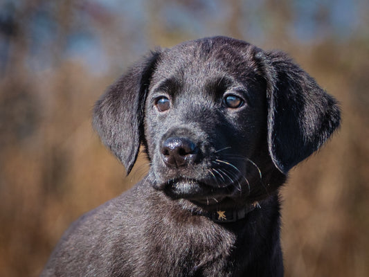 Almond (25216) a Labrador Retriever Adopté on  4 December 2025