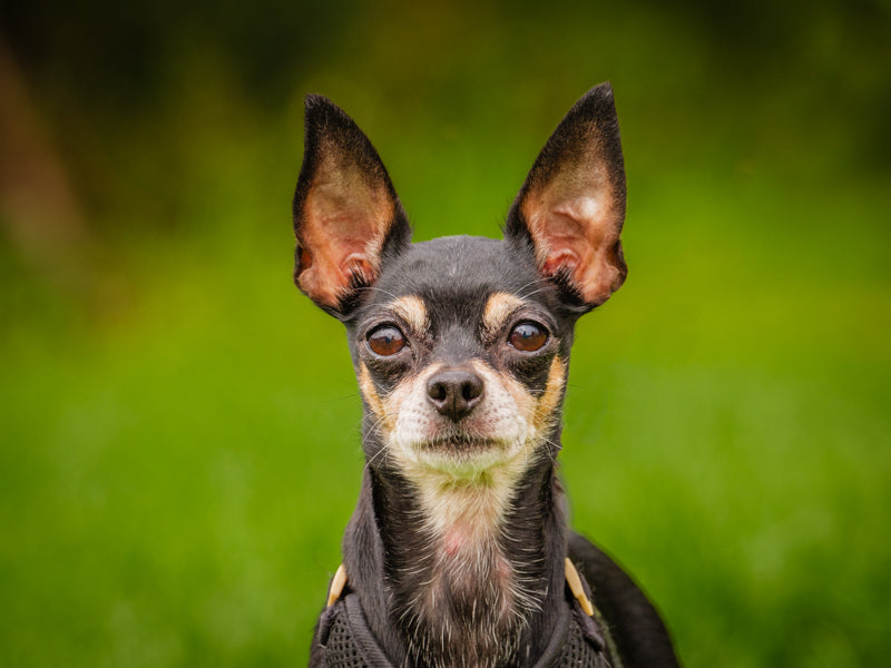 Alora Chihuahua Adopted Animatch