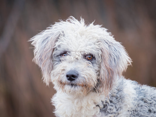 Andy (25239) a Caniche-x Adopté on  6 December 2025