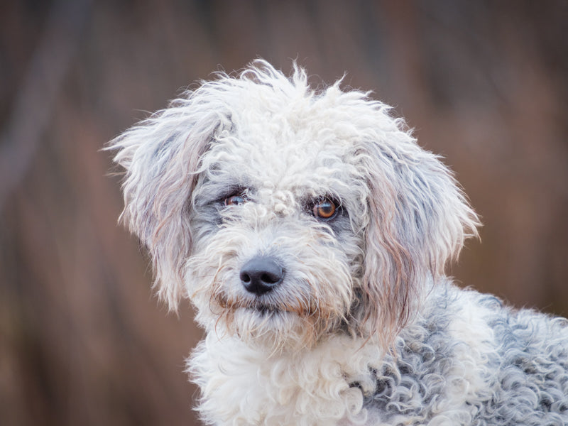 Andy Poodle-x Available for Adoption Animatch