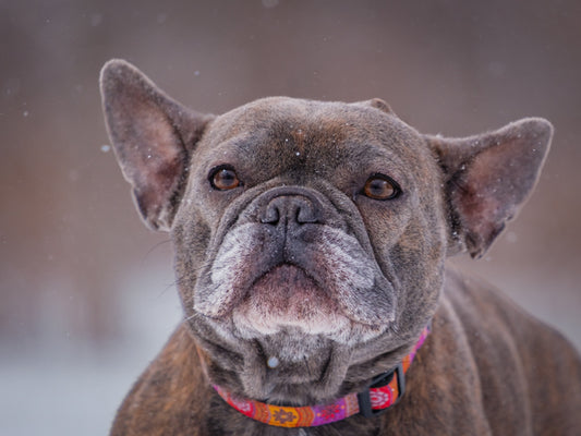 Anna (26045) a Bouledogue français Adopté on 29 March 2026
