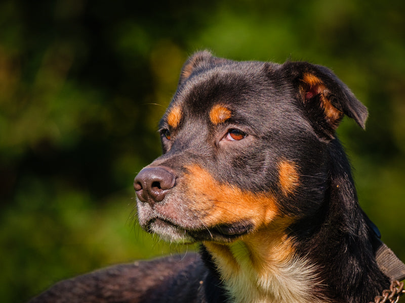 Apollo Rottweiler-x Disponible pour adoption Animatch