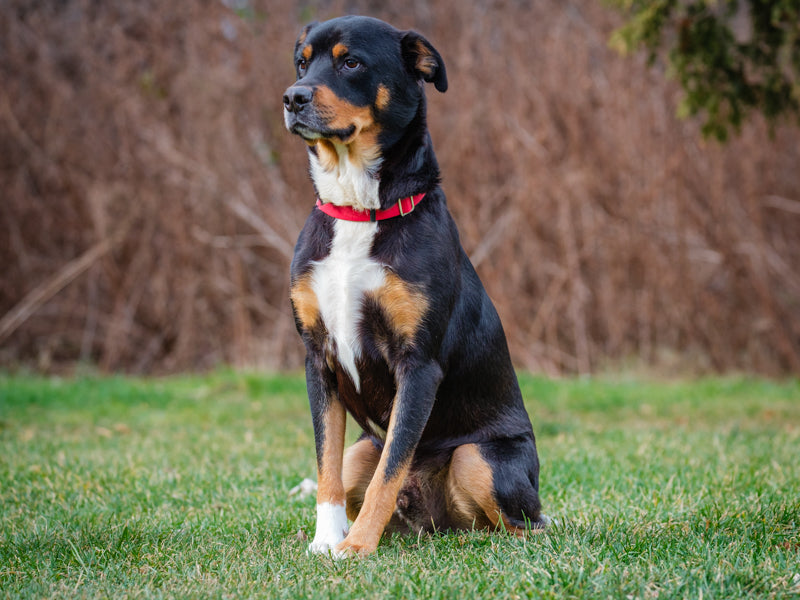 Apollo Rottweiler-x Available for Adoption Animatch