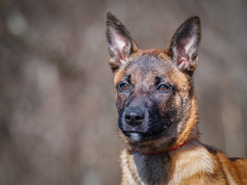 Apple Shepherd-x Available for Adoption Animatch