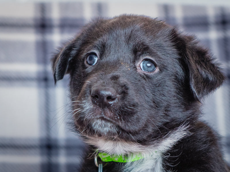 Aquila Lab-x Adopted Animatch