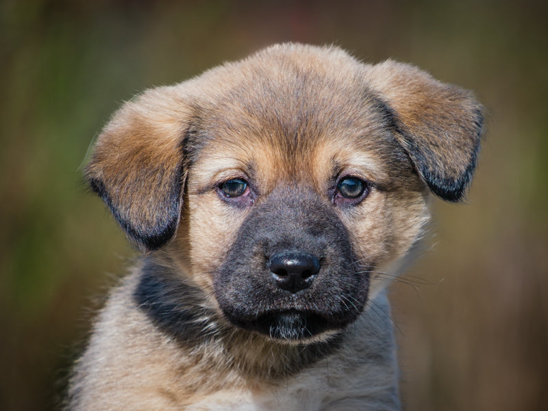 Aries Shepherd-x Available for Adoption Animatch