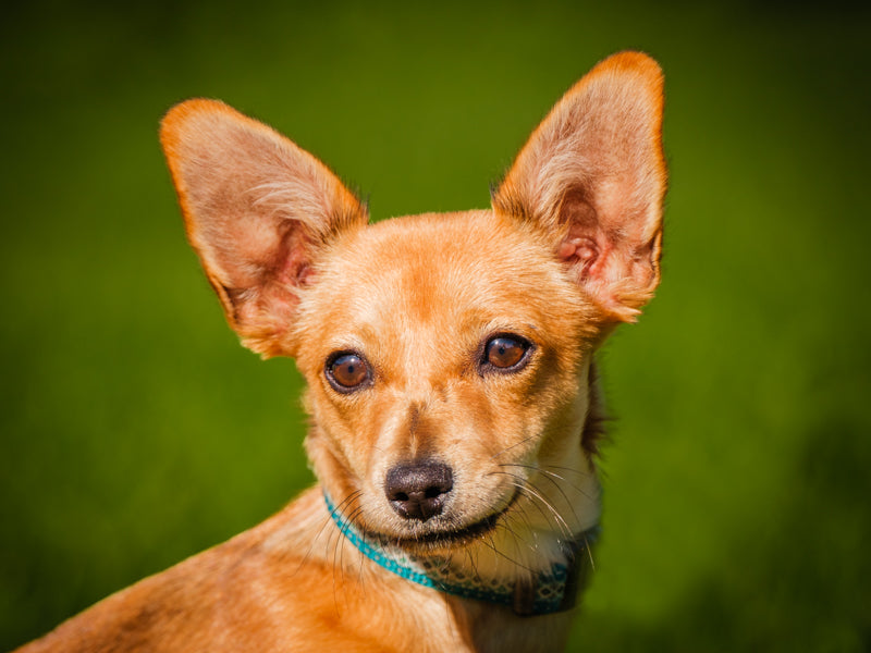 Astum Chihuahua Available for Adoption Animatch