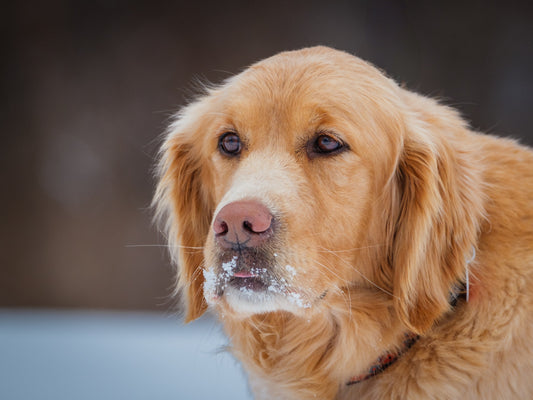 Athéna (25032) a Golden Retriever Adopté on 16 April 2025