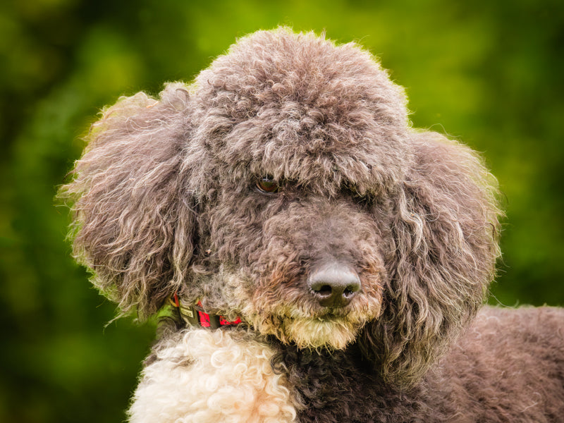 Athos Standard Parti Poodle Adopted Animatch