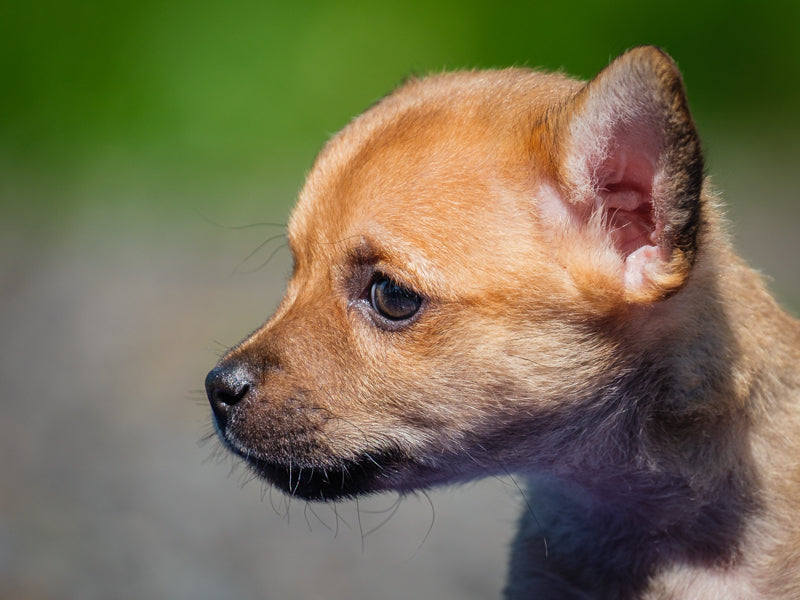 Atom Chihuahua-x Available for Adoption Animatch