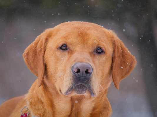 Augy (26043) a Labrador Retriever Adopté on 30 March 2026