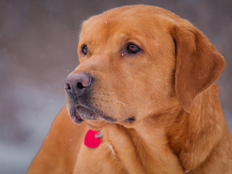 Animach Augy – Animatch.ca Dog Adoption