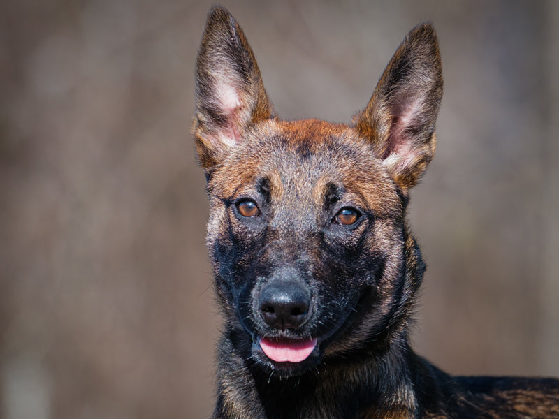 Ava Berger-x Disponible pour adoption Animatch