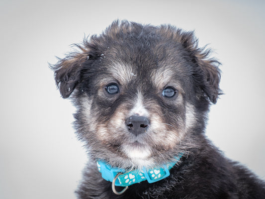 Aveeno (24330) a Labrador-x Adopté on 23 February 2025
