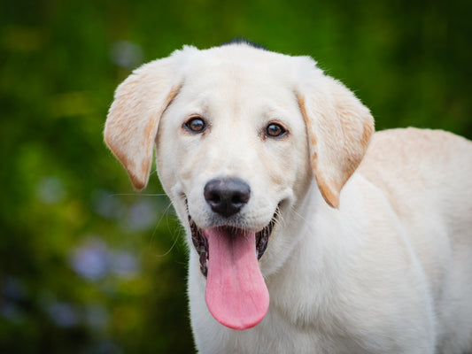 Baba (25131) a Labrador-x Adopté on 17 August 2025