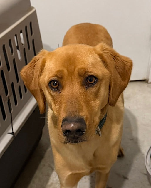 Bailey Labrador Retriever Available for Adoption Animatch