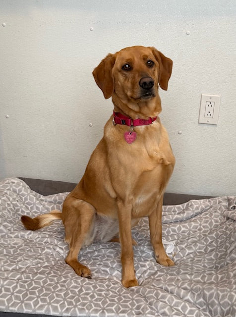 Bailey (25251) a Labrador Retriever Adopté on 17 January 2026