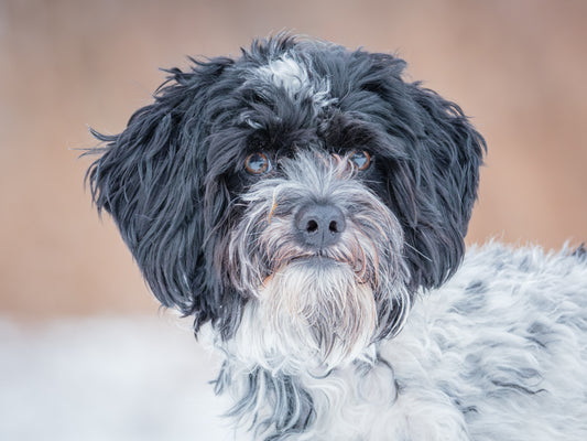 Bandit (25008) a Cockapoo Adopté on 28 February 2025
