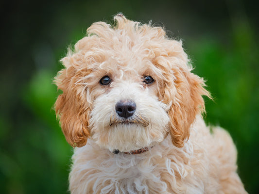 Barbie (25095) a Cockapoo Adopté on 30 June 2025