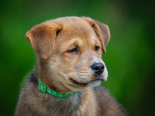 Barney (25115) a Shepherd-x Adopté on  8 August 2025