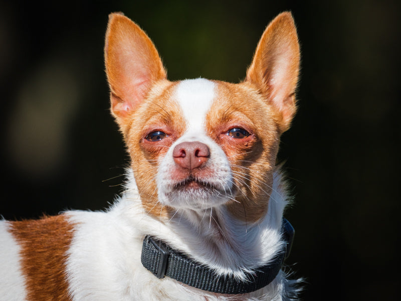Baxter - Photo 1