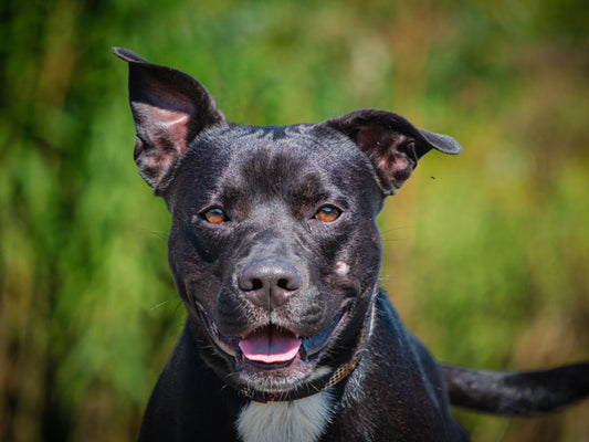 Baxter (25167) a Pitt Bull Adopté on  9 November 2025