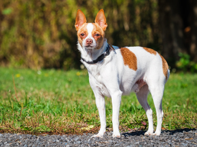Baxter - Photo 2