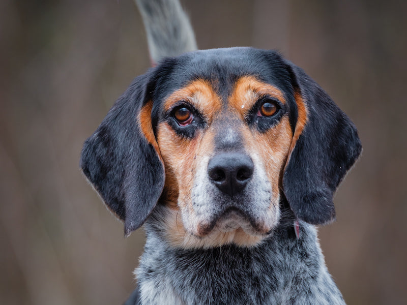 Beanie Hound-x Available for Adoption Animatch