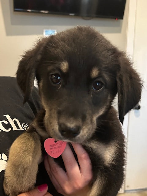 Becka (25144) a Shepherd-x Adopté