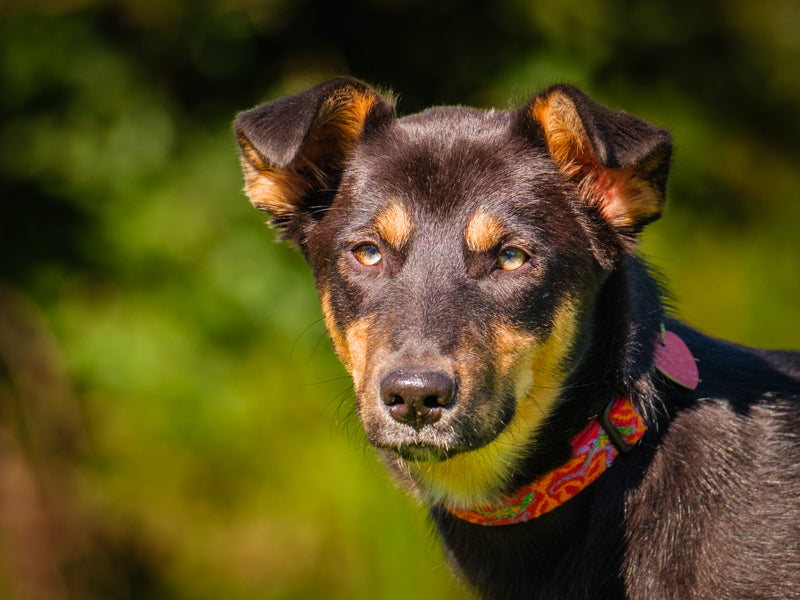 Becky Shepherd x Lab Available for Adoption Animatch