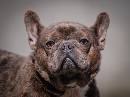 Bentley (25054) a Bouledogue français Adopté on 31 May 2025