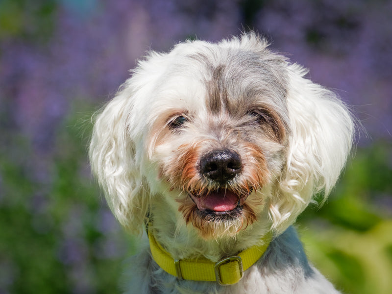 Bilou Shih Tzu Available for Adoption Animatch