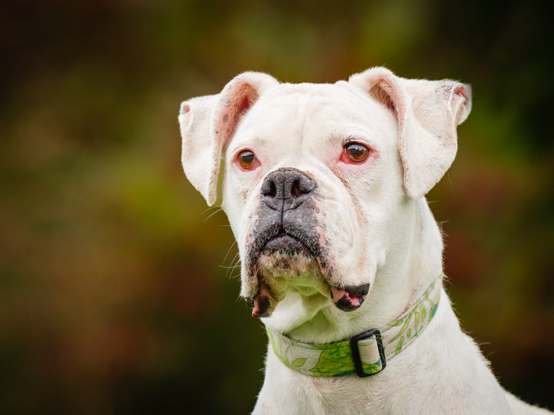 Blanche Boxer Disponible pour adoption Animatch