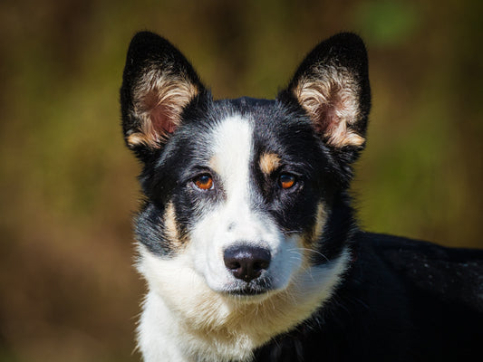 Billie Corgi Available for Adoption Animatch